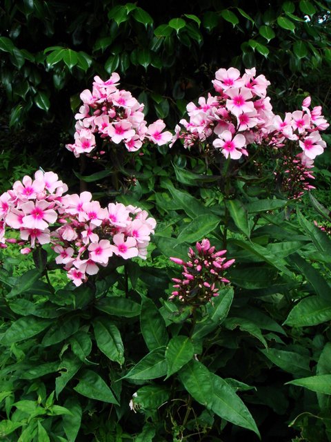 Phlox paniculata 'Bright Eyes'